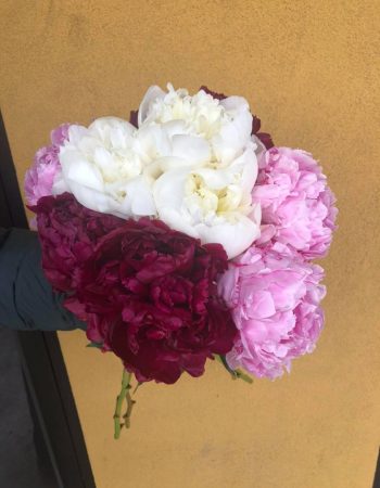 Scent & Violet